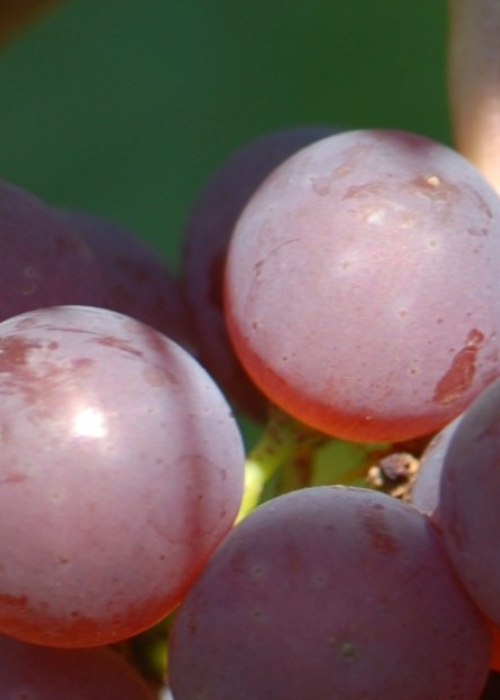 Chardonnay rosee Gm 1 e